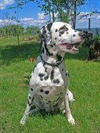 dalmatians playing on a green meadow