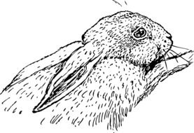 black and white graphic image of a rabbit in detail
