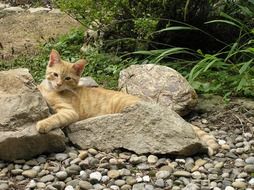 Cat lying on a stone
