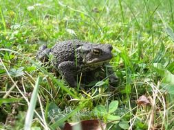 Common toad in a green garden