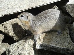 gopher among the stones close up