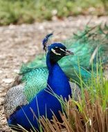 peacock near green grass