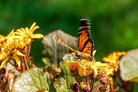 beautiful butterfly on a aroma flower