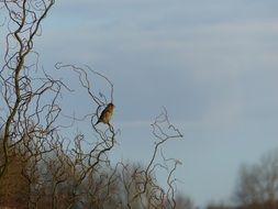 small Bird perched willow branch