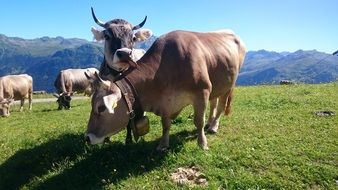 grazing farm cows in Austria