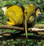 Ape Capuchins Cute
