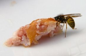 wasp sits on fat