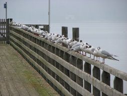 Gulls Fence