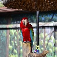 exotic beautiful red parrot