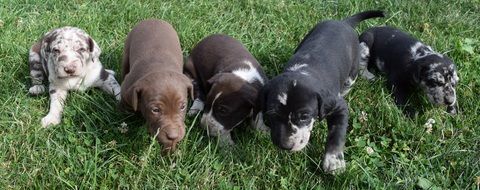 Puppies on meadow