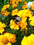 closeup view of Bee In yellow Bloom