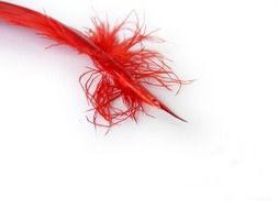 graphic image of a red bird feather