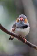 zebra finch on branch in spring