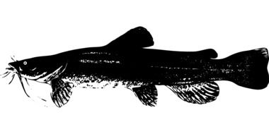 Black bullhead Catfish, side view