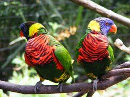 Colorful Parakeets Parrots