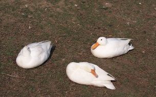 Three White Duck