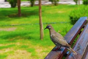 sitting little bird on a bench in a park