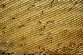 bees on golden comb