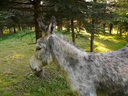 a donkey near the tree in the forest