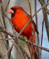 Cardinal redbird