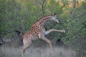 spotted giraffe jumping in a national park in South Africa