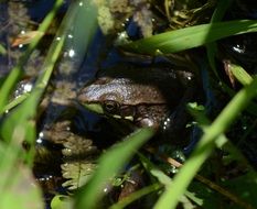 frog in the marsh grass