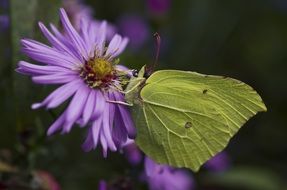 gonepteryx rhamni butterfly on the purple flower