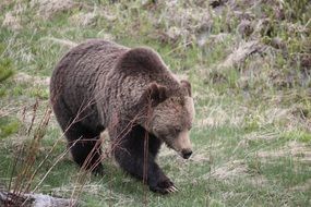 Bear in the spring