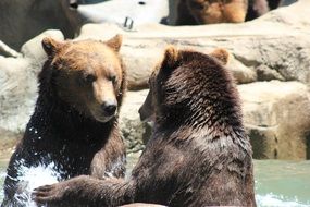 bears play in the water