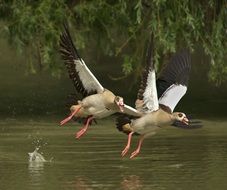 two wild goose take off over a pond