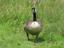 Colorful goose on a green grass meadow on a sunny day