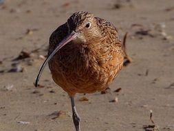 portrait of Alpina Calidris with a long beak