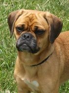 pug puppy closeup