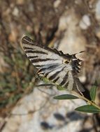 butterfly sits on a green plant in France