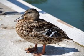 standing mallard duck