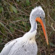 grey pelican in wildlife