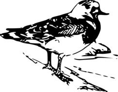 black and white drawing of a bird near the water