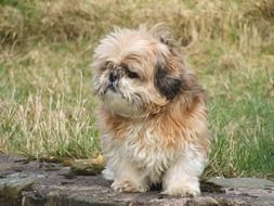 Shih Tzu dog is sitting on the road