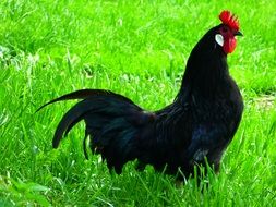 black chicken in tall green grass