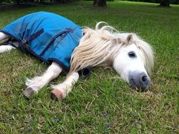 Shetland pony lying on the green grass