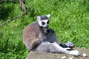 beautiful and cute Lemur Animal