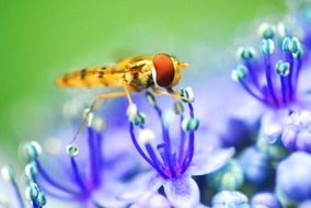 Small yellow fly on blue flowers close-up on blurred background