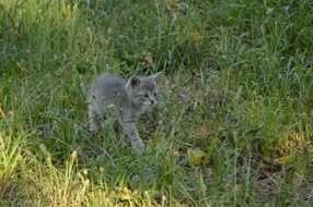 Curious Gray kitten walking in green grass