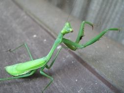 Green praying mantis