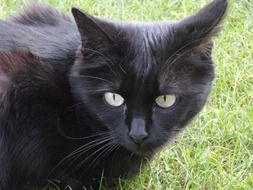 Vigilant cat on the grass close-up