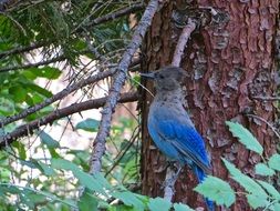 blue bird sits on a tree branch