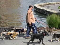 Dogs Pets Canine Dogwalker, man walking with dogs on leashes