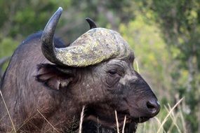 Buffalo head with big horns close up, kenya