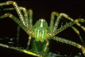 Macro photo of the lynx spider