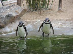 Two Penguins in pond